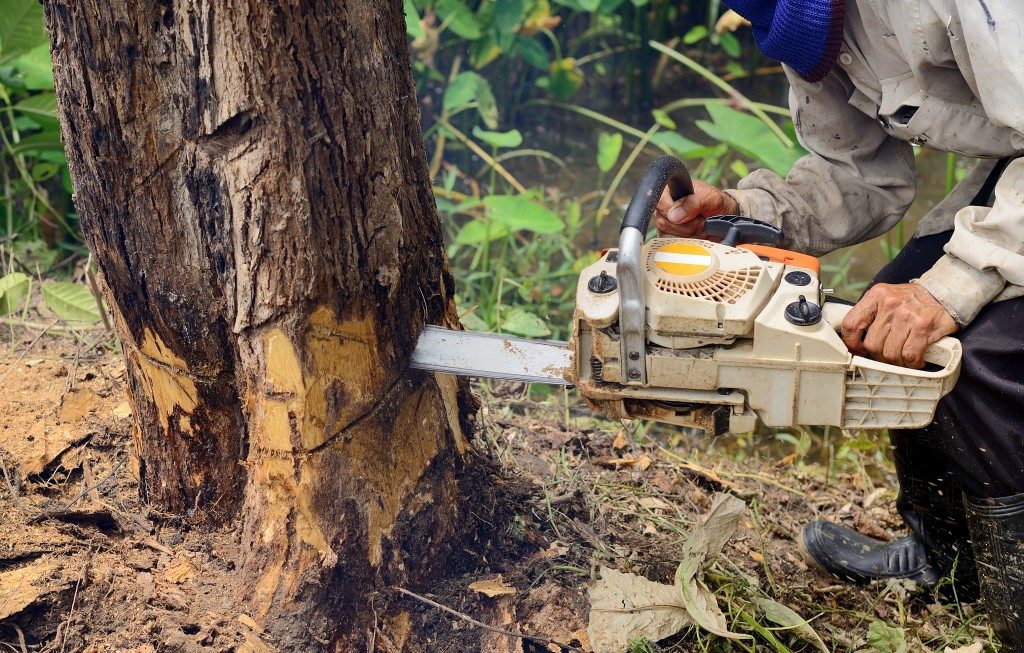 Man cutting a tree with a chainsaw
